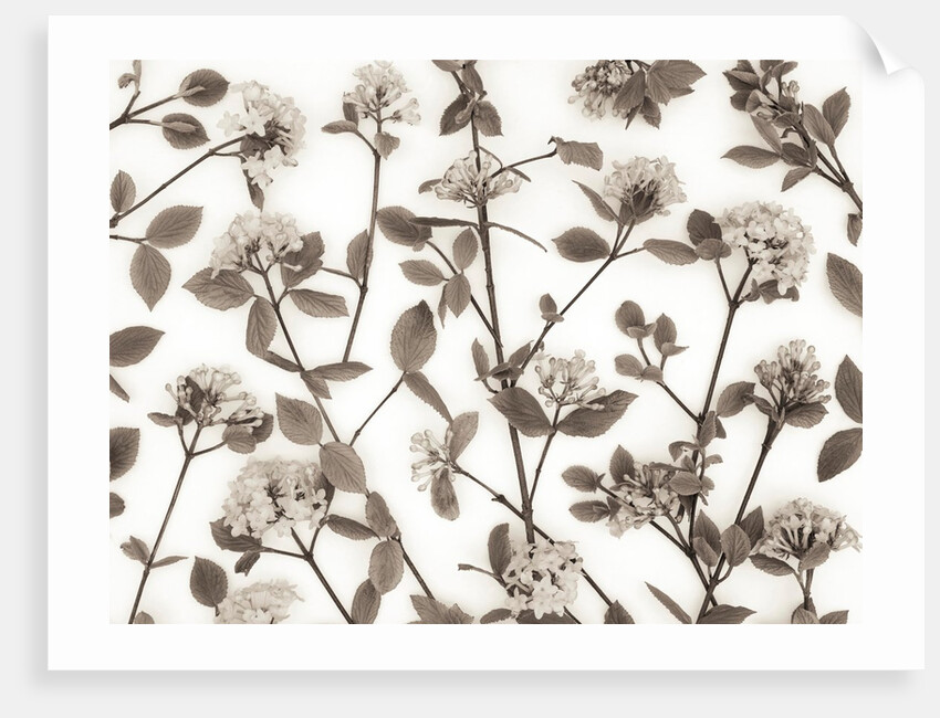 Viburnum Juddii flowers by Assaf Frank